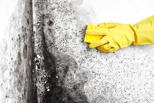 Best Mold Damage Repair  in Wahneta, FL