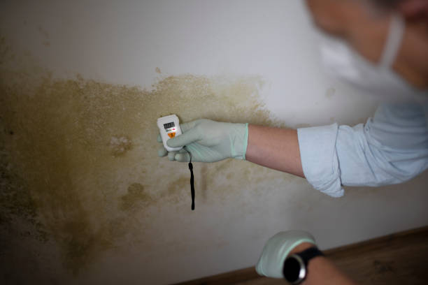Certified Mold Removal in Wahneta, FL