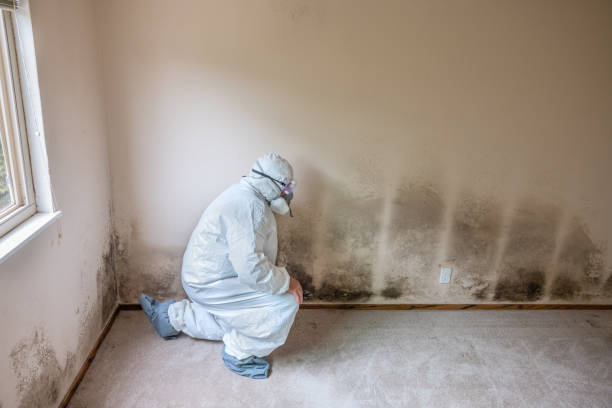 Best Certified Mold Removal  in Wahneta, FL